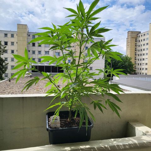 Cheese growlog timeline photo