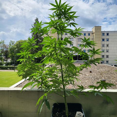 Grapefruit growlog timeline photo