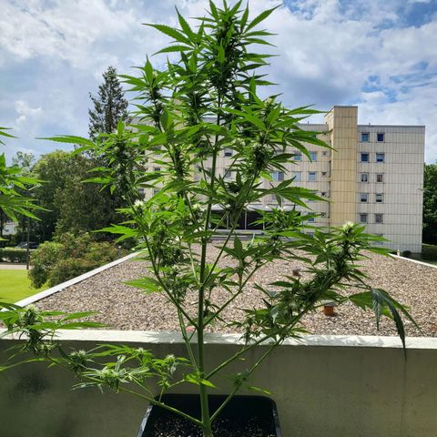 Northern Lights growlog timeline photo