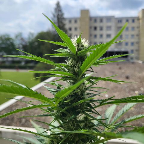 Northern Lights growlog timeline photo