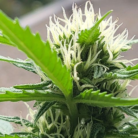 Northern Lights growlog timeline photo