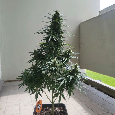 White Russian Autoflowering #1 growlog timeline photo