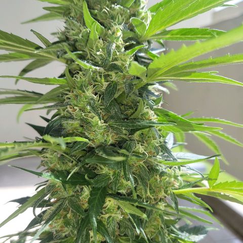 White Russian Autoflowering #1 growlog timeline photo