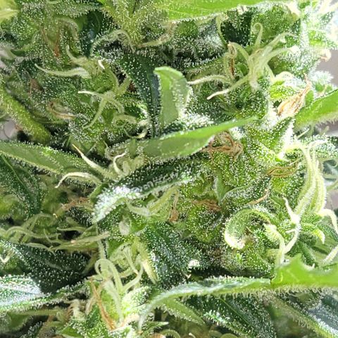 White Russian Autoflowering #1 growlog timeline photo