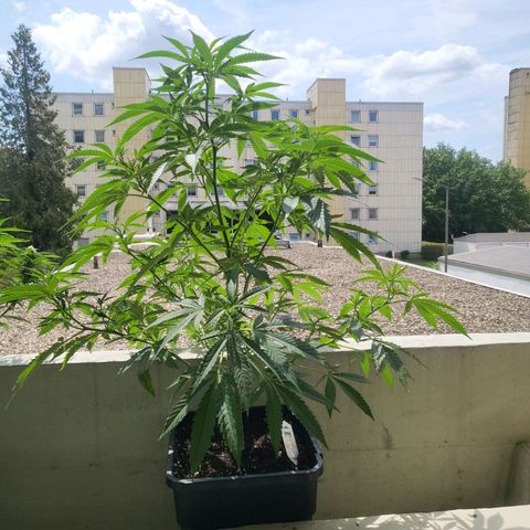 Cheese growlog timeline photo