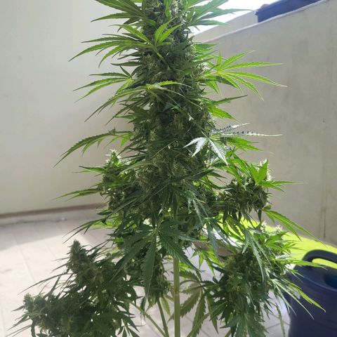 White Russian Autoflowering #1 growlog timeline photo