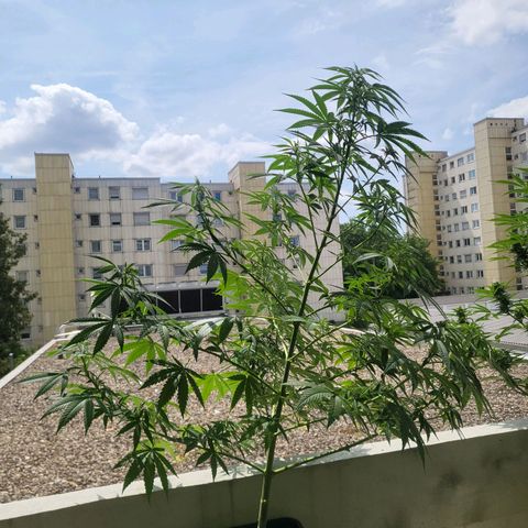 Grapefruit growlog timeline photo