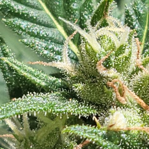 Northern Lights growlog timeline photo