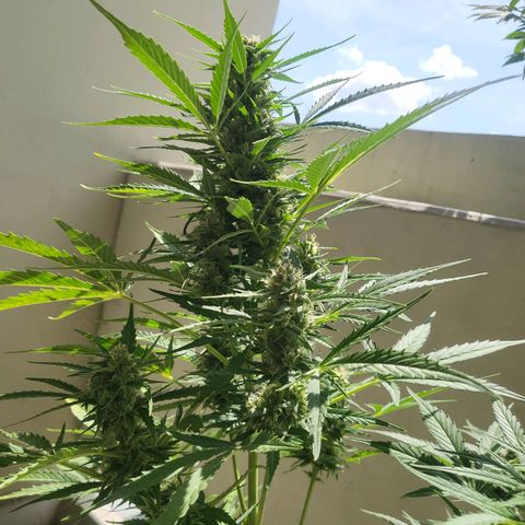 Northern Lights growlog timeline photo