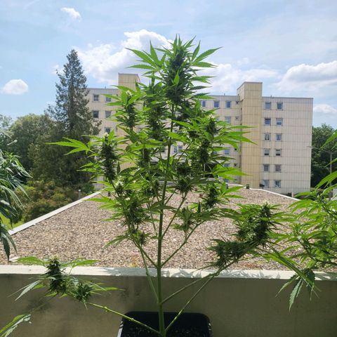 Northern Lights growlog timeline photo