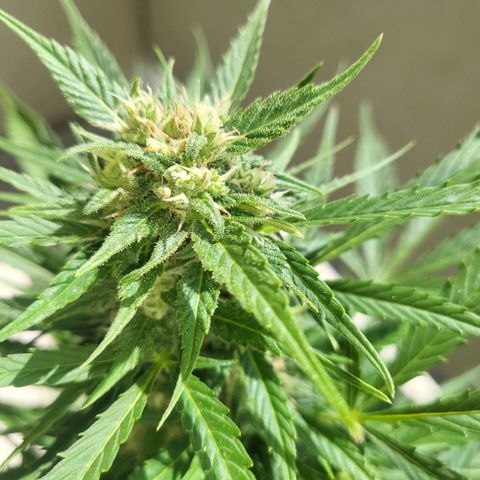Northern Lights growlog timeline photo