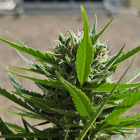 Northern Lights growlog timeline photo