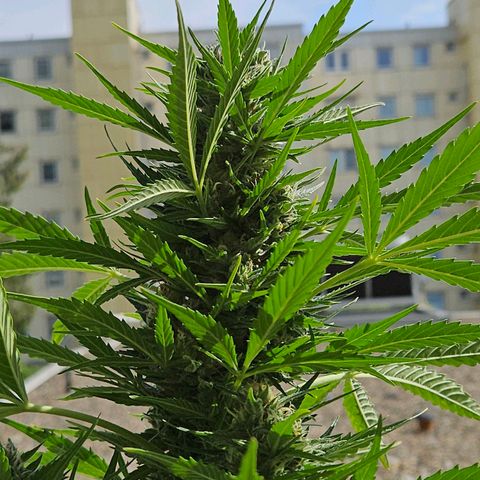Northern Lights growlog timeline photo