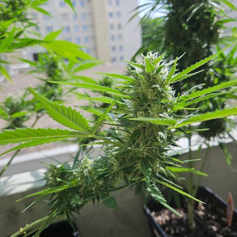 Northern Lights growlog timeline photo