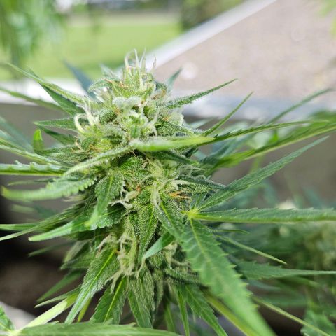 Northern Lights growlog timeline photo