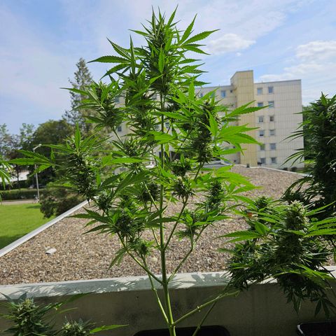 Northern Lights growlog timeline photo