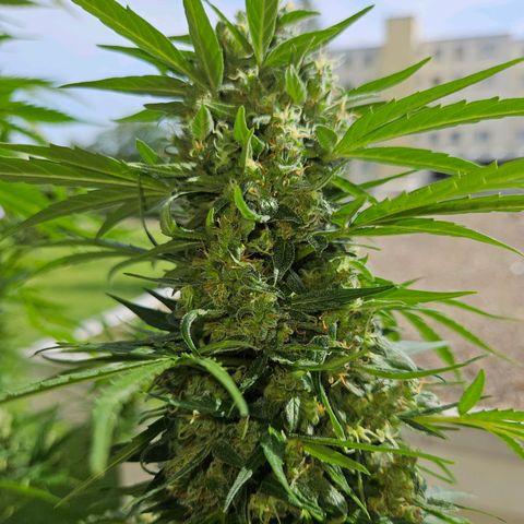 White Russian Autoflowering #1 growlog timeline photo