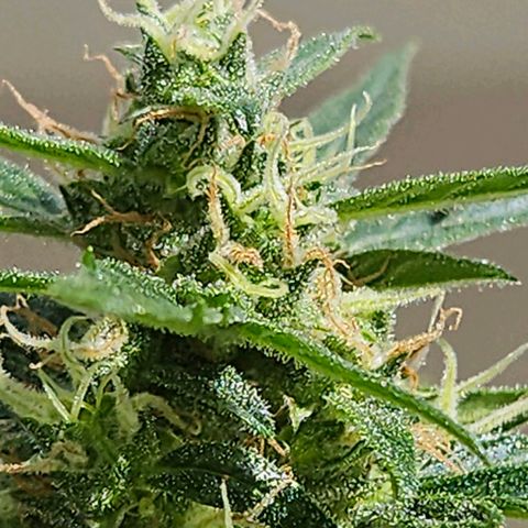 White Russian Autoflowering #1 growlog timeline photo
