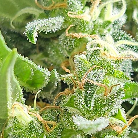 White Russian Autoflowering #1 growlog timeline photo