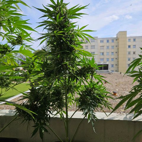 White Russian Autoflowering #1 growlog timeline photo