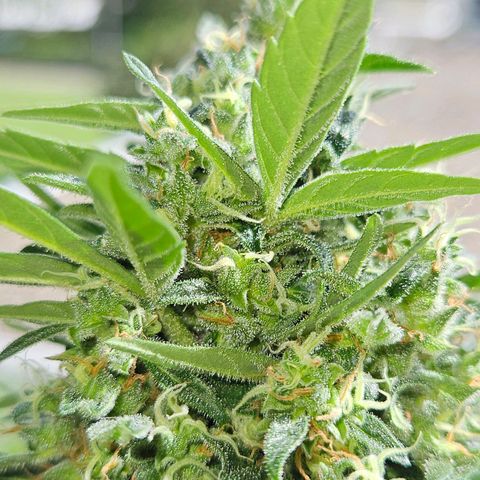 White Russian Autoflowering #1 growlog timeline photo