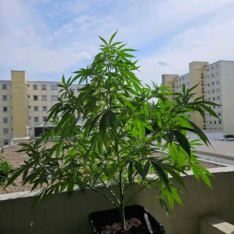Cheese growlog timeline photo