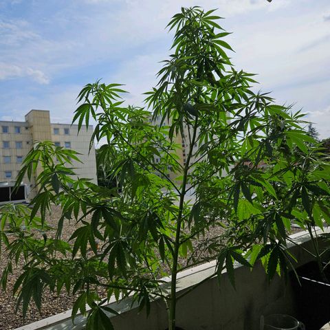 Grapefruit growlog timeline photo