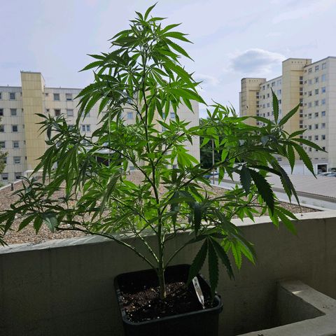 Cheese growlog timeline photo