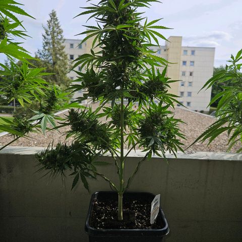 White Russian Autoflowering #1 growlog timeline photo