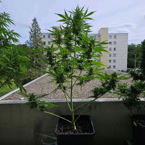 Northern Lights growlog timeline photo