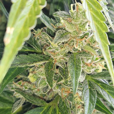 White Russian Autoflowering #1 growlog timeline photo