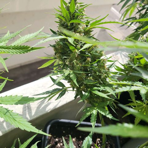 White Russian Autoflowering #1 growlog timeline photo