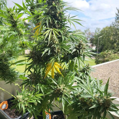 White Russian Autoflowering #1 growlog timeline photo