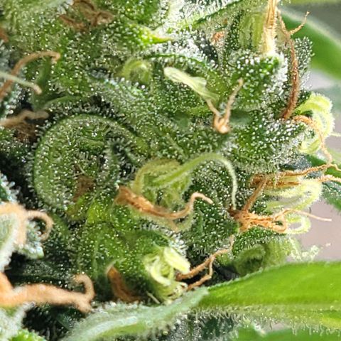 White Russian Autoflowering #1 growlog timeline photo