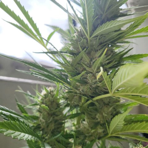 Northern Lights growlog timeline photo