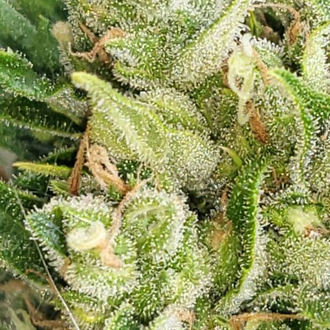 Northern Lights growlog timeline photo