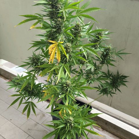 Northern Lights growlog timeline photo