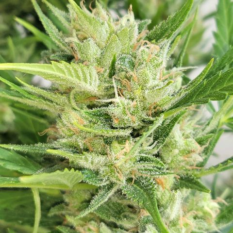 Northern Lights growlog timeline photo
