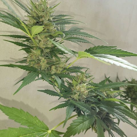 Northern Lights growlog timeline photo