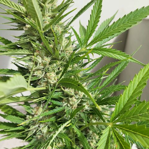 Northern Lights growlog timeline photo