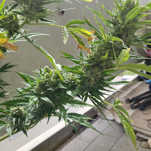 Northern Lights growlog timeline photo