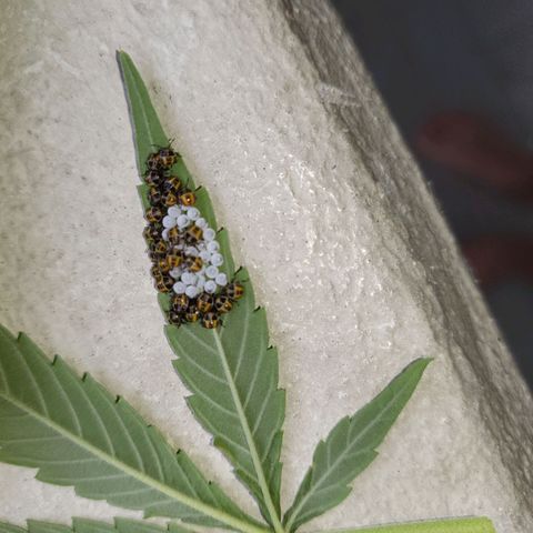 Grapefruit growlog photo: wanzenlarven? entfernt und verbrannt