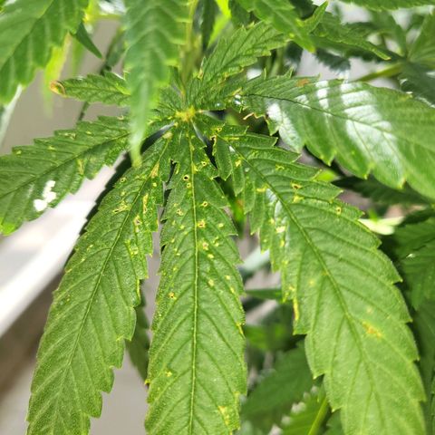Grapefruit growlog timeline photo