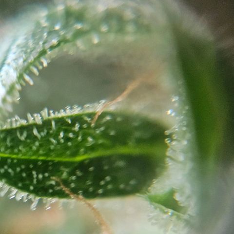 White Russian Autoflowering #1 growlog timeline photo