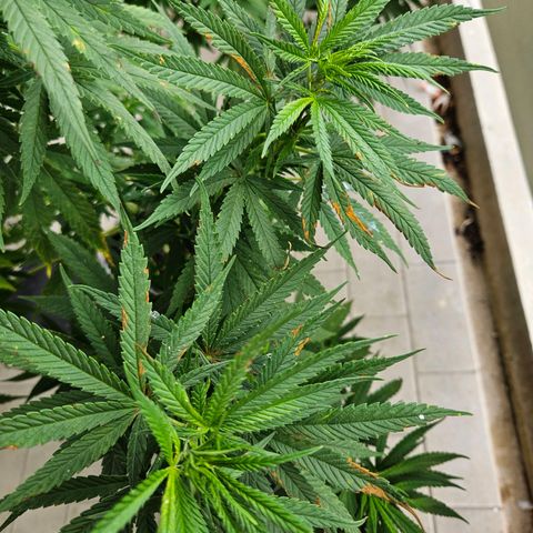 Grapefruit growlog photo: braune flächen an blättern. alle in einer art umkreis. reinigungsmittel von oben?
blätter entfernt