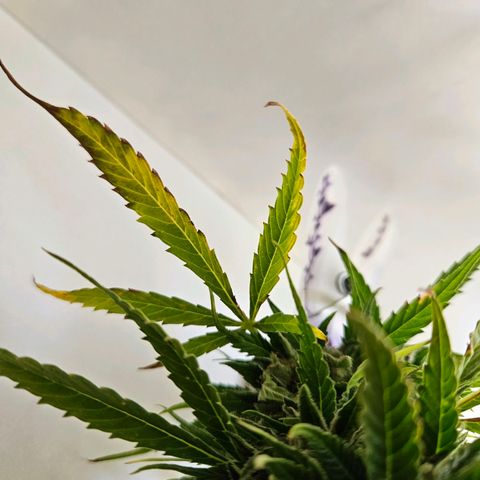 Northern Lights growlog photo: braune stellen. bud entfernt