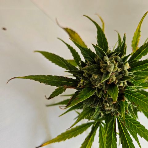 Northern Lights growlog photo: braune stellen. bud entfernt