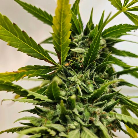 Northern Lights growlog photo: braune stellen. bud entfernt
