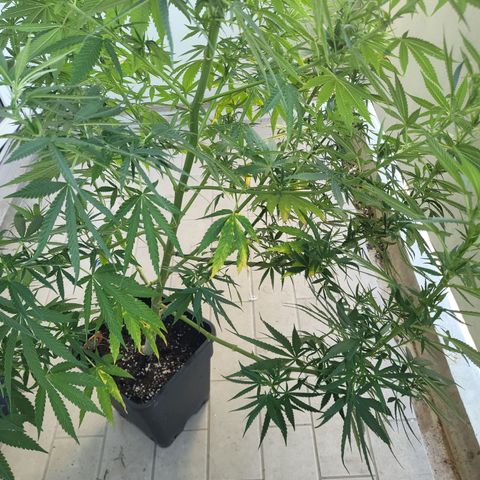 Grapefruit growlog timeline photo