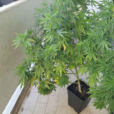Grapefruit growlog timeline photo